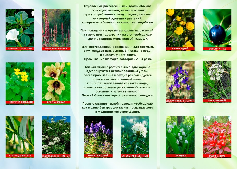Борщевик ядовитые части