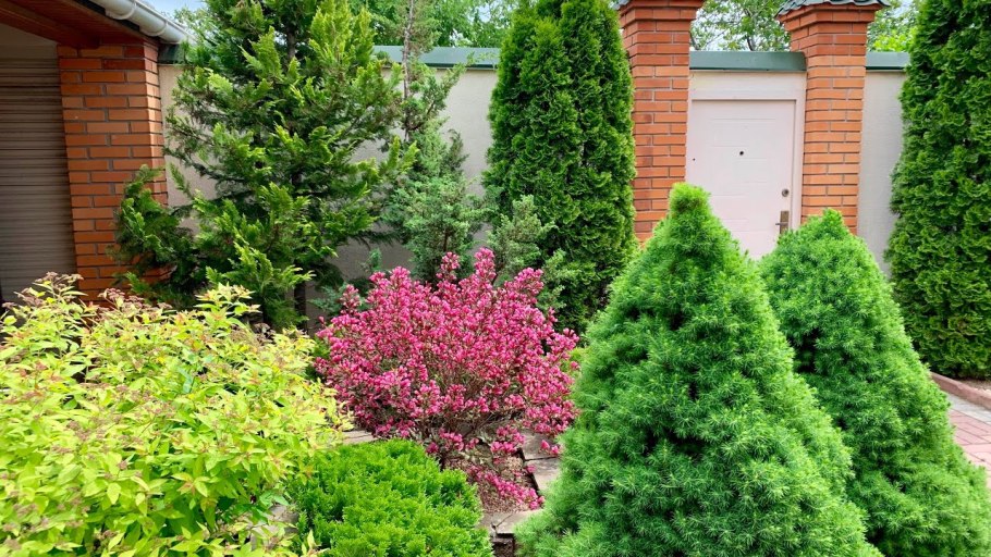 Туя Смарагд и Даника в ландшафте