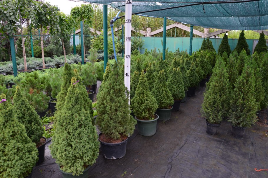 Ель обыкновенная Виллс цверг