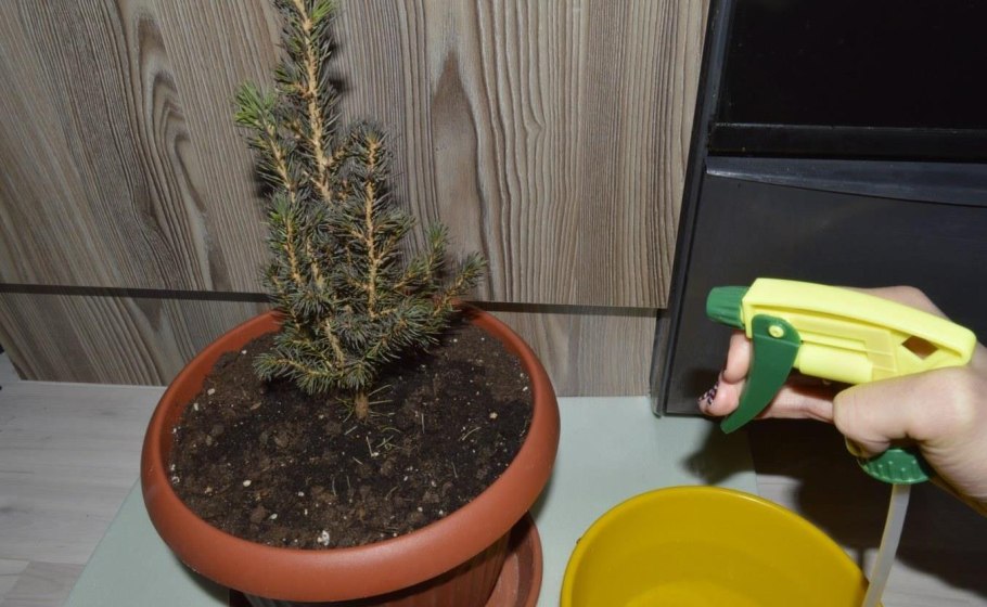 Ель обыкновенная Коника