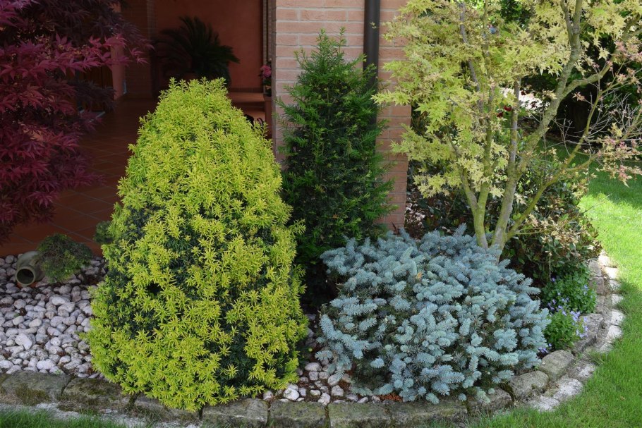 Ель канадская Даника