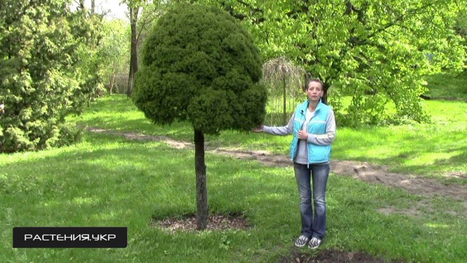 Клумба с можжевельником Блю Эрроу