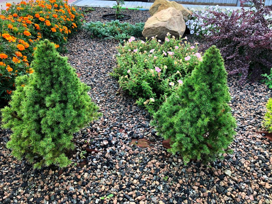 Туя Смарагд и ель Коника