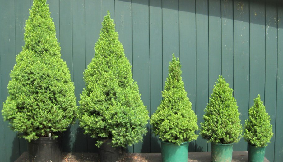 Парковый ландшафт из хвойников