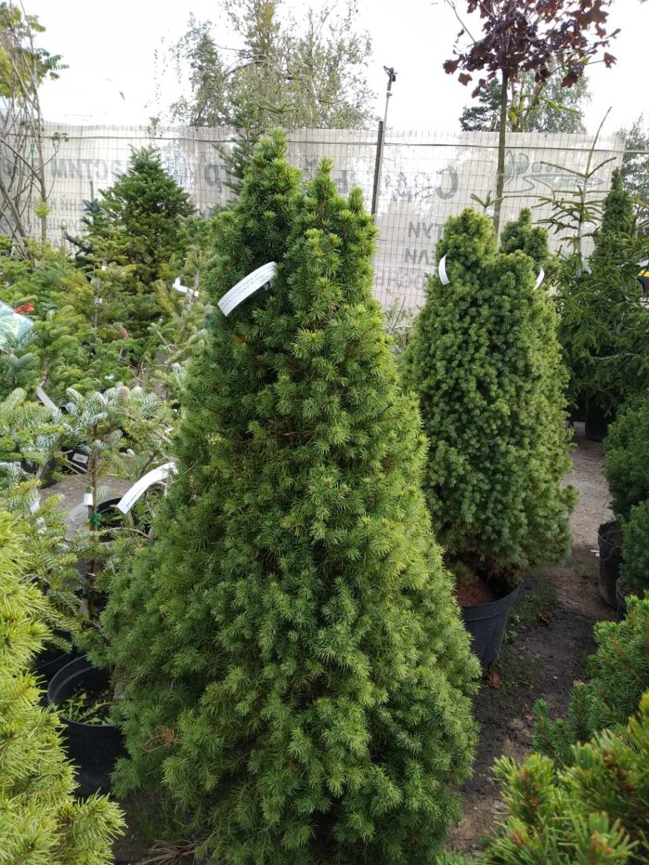 Ель Коника и лилии