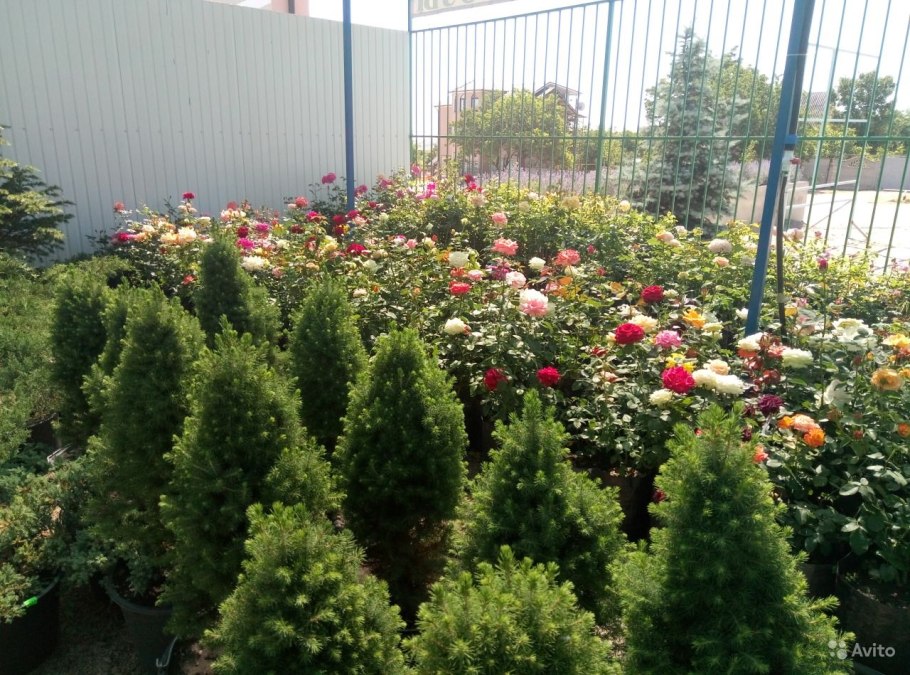 Ель канадская Томпа