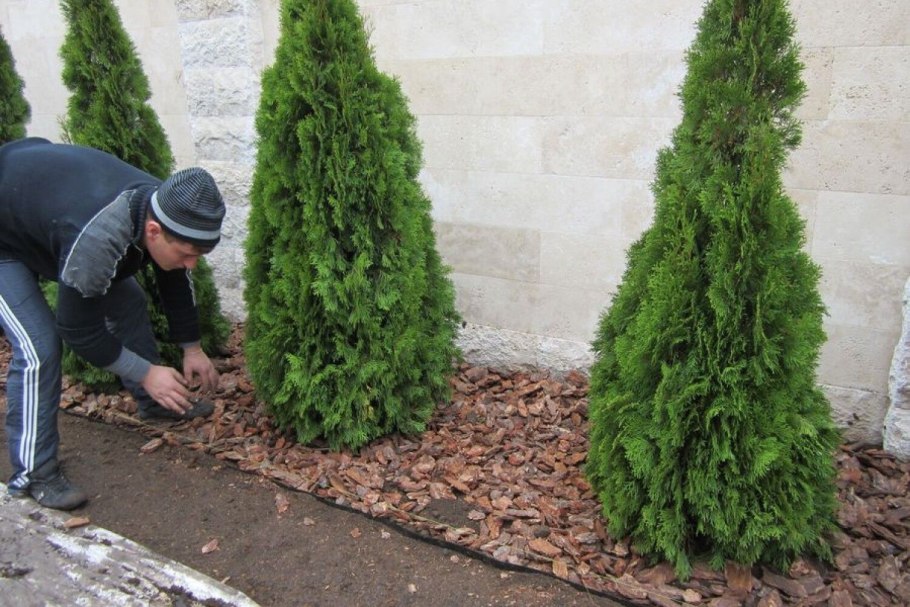 Можжевельник Хиберника