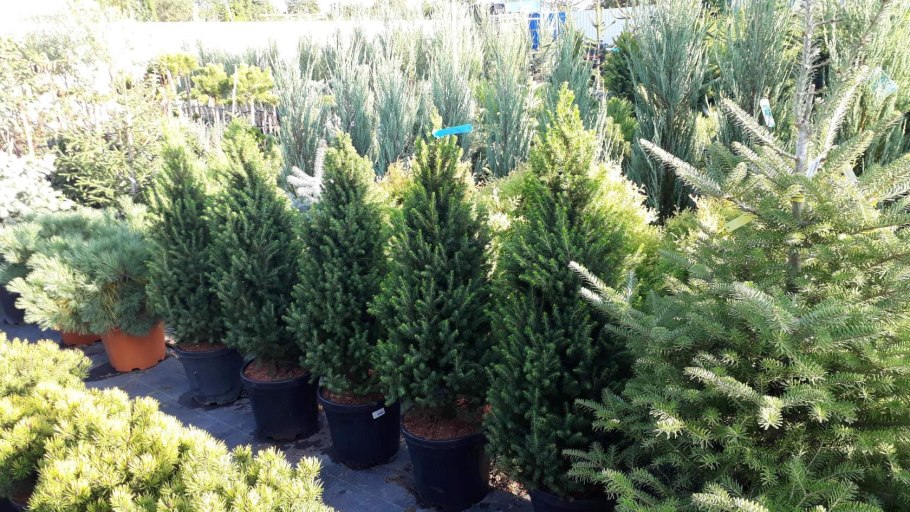 Туя Смарагд и Даника в ландшафте