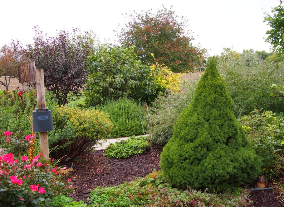 Ель канадская Коника