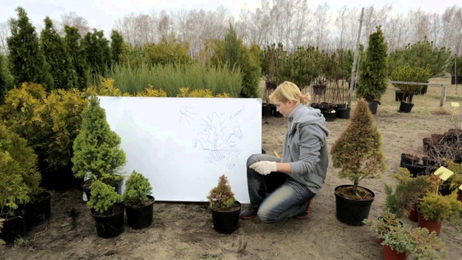 Пинарий хвойники