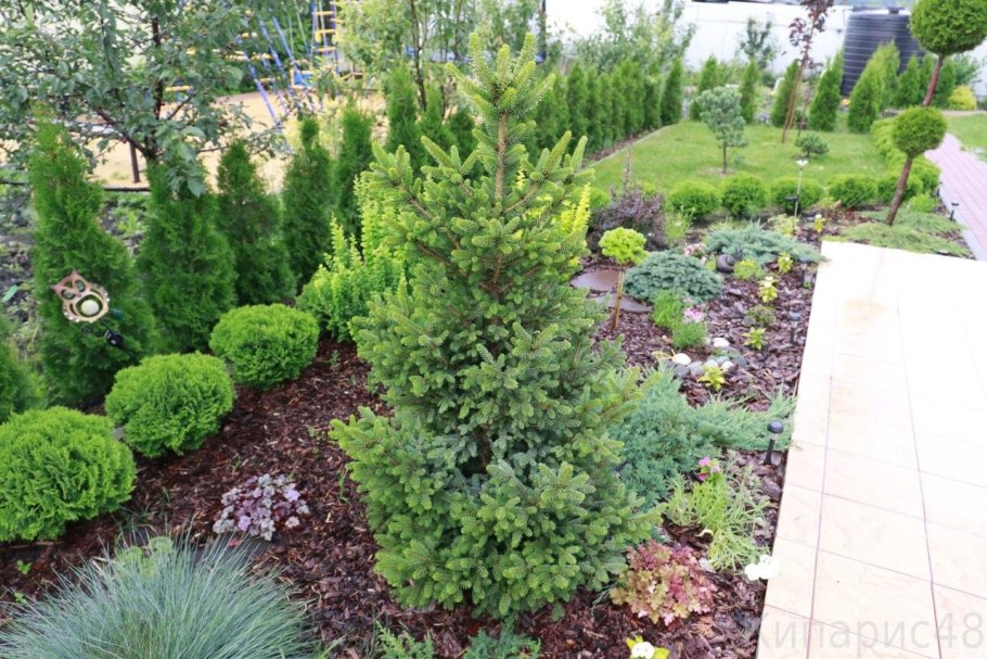 Туя Смарагд