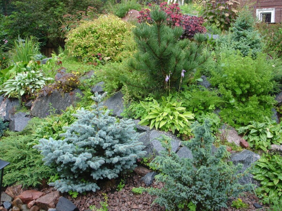 Ель канадская Коника в ландшафте