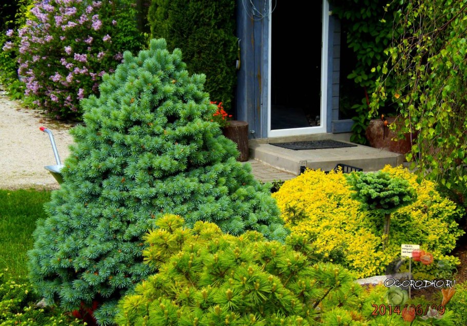 Ель канадская Коника