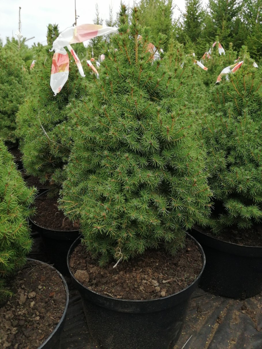 Барбарис Адмирейшн в ландшафтном