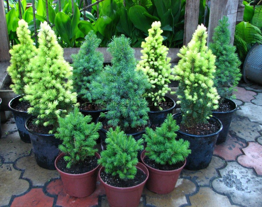 Ель канадская conica