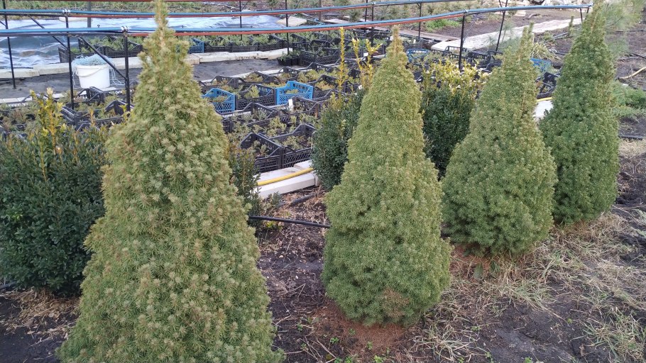 Ель канадская Десембер