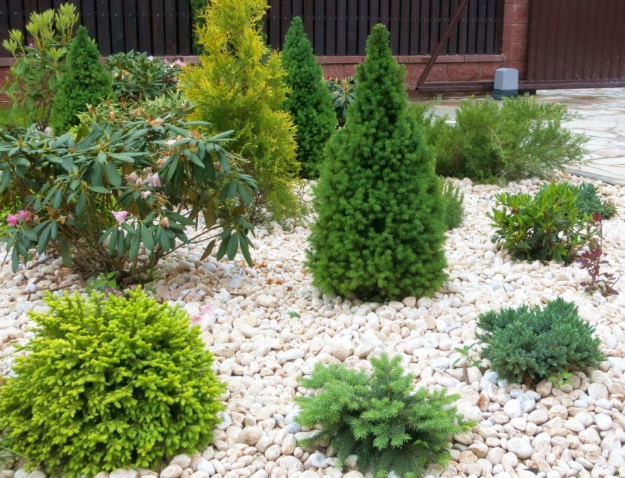 Ель канадская Коника