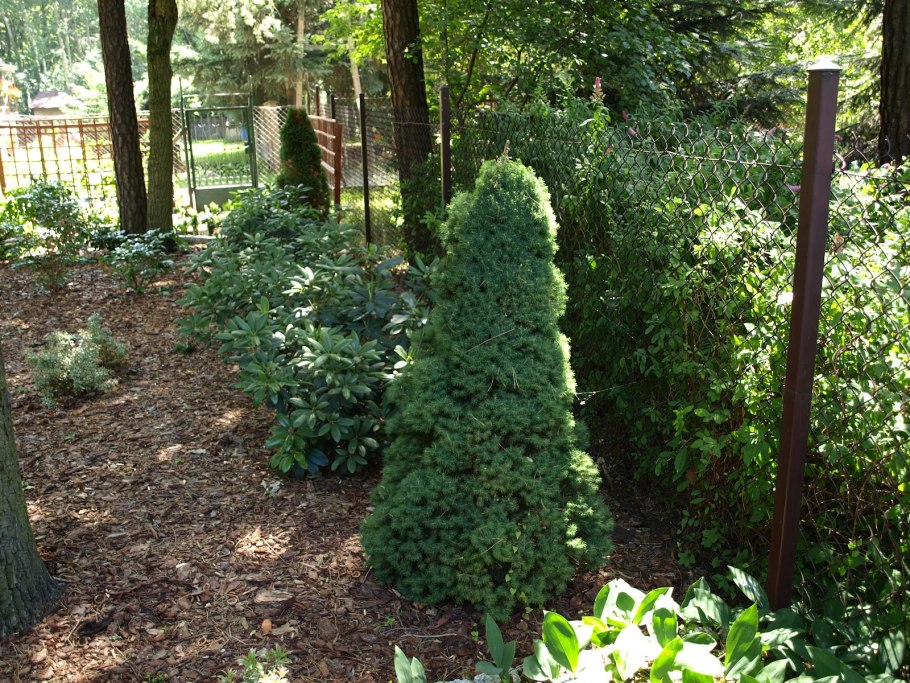 Ель Глаука с хвойниками