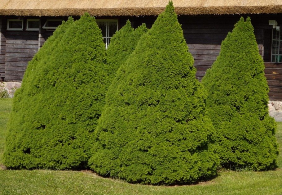 Ель Коника Ауреа (conica Aurea)