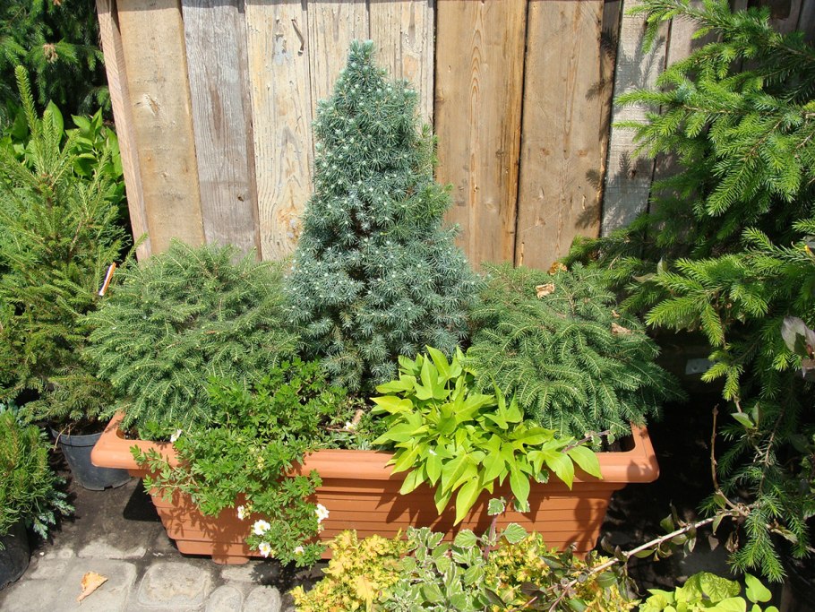 Мульчирование туй Смарагд