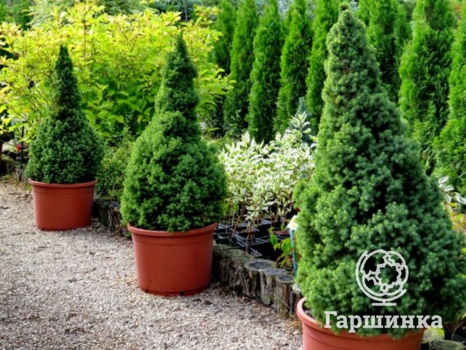 Ель канадская (сорт 'Golden Peak')