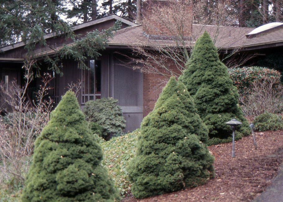 Ель Коника наряжать