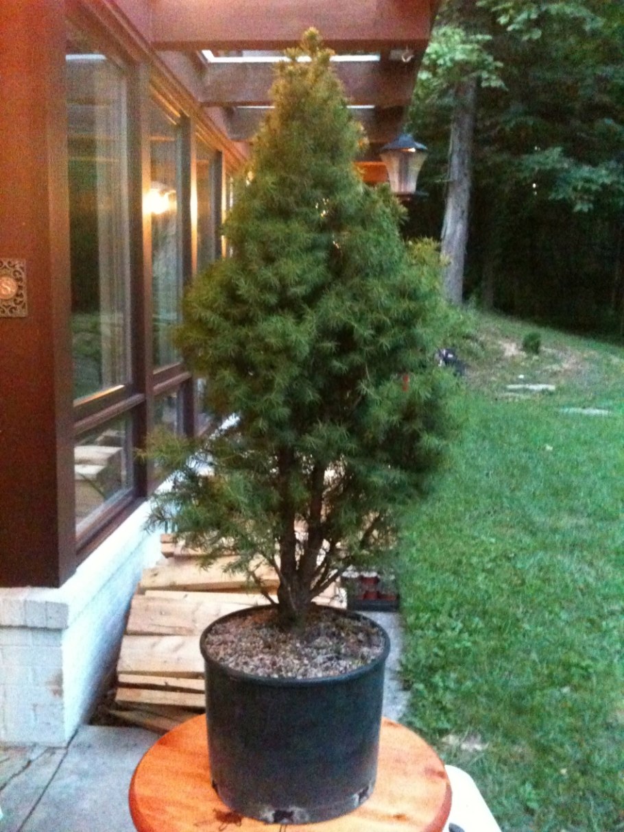 Туя Глаука Глобоза