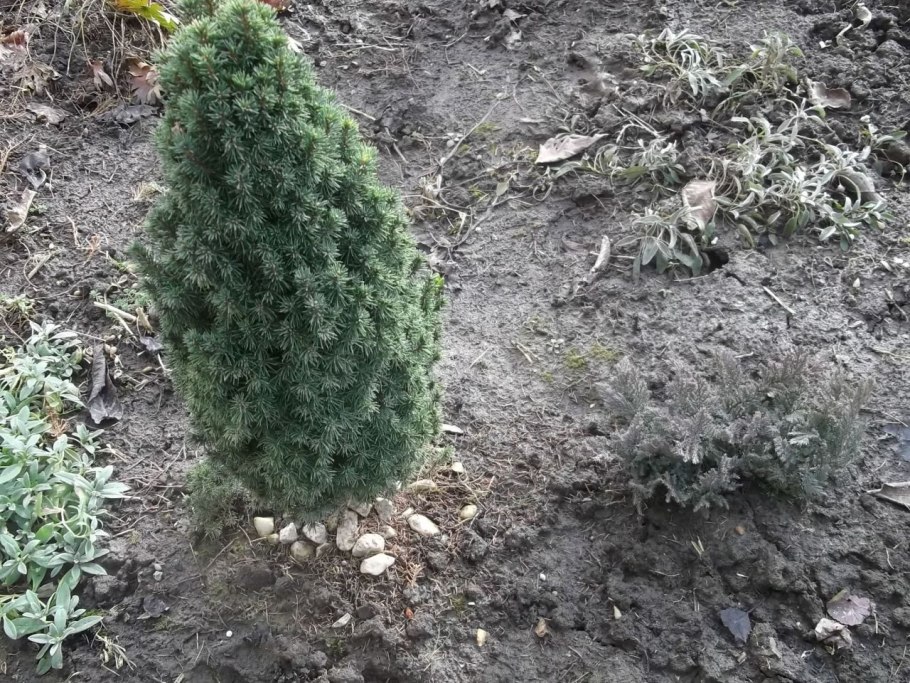 Посадка крупномеров сосны