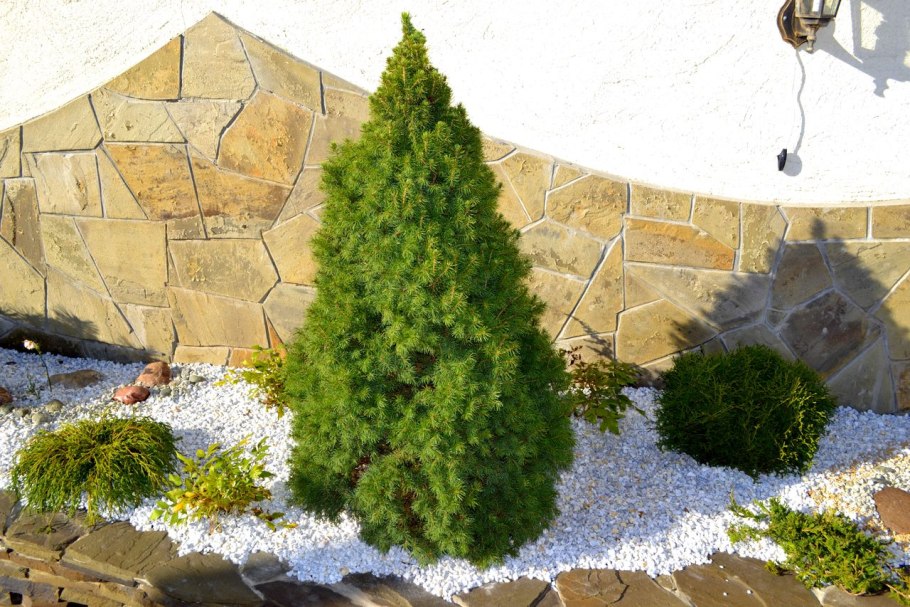 Ель Коника черенкование