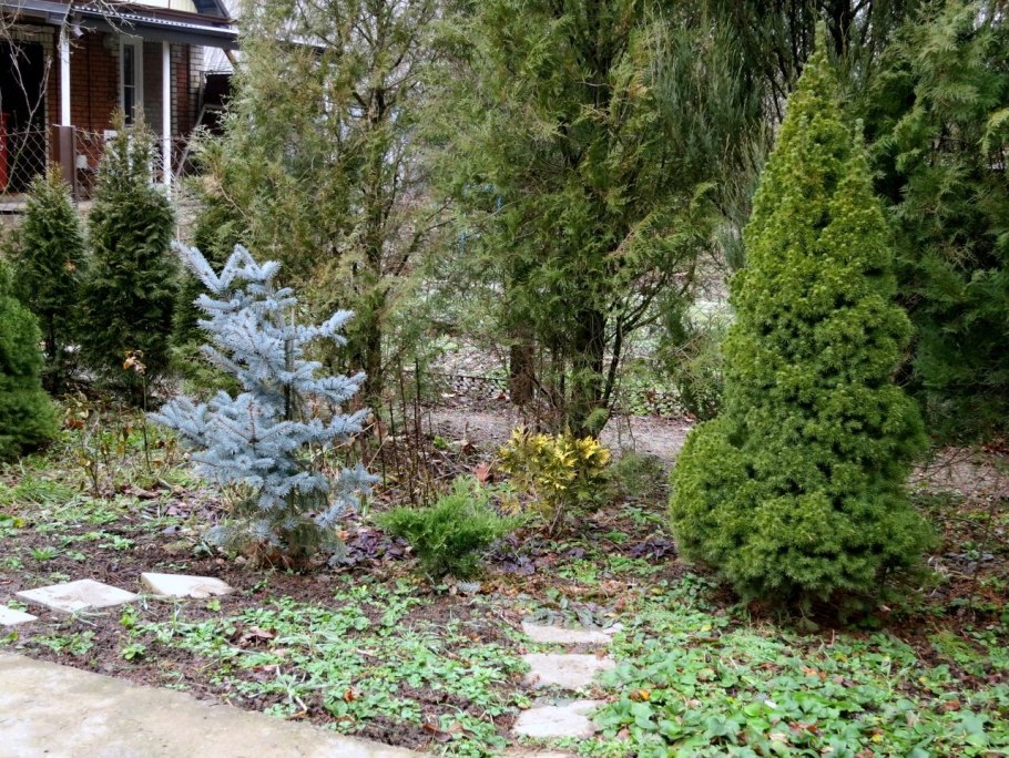 Ель канадская Глаука Коника