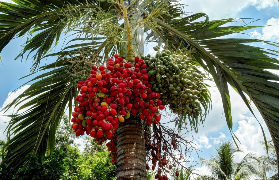 Маврикиева Пальма