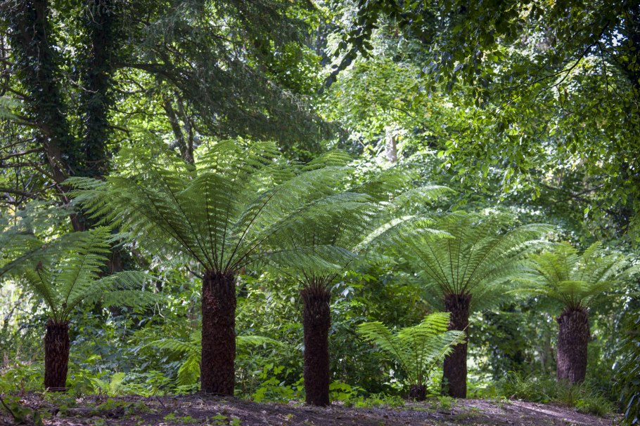 Древовидные папоротники Австралии