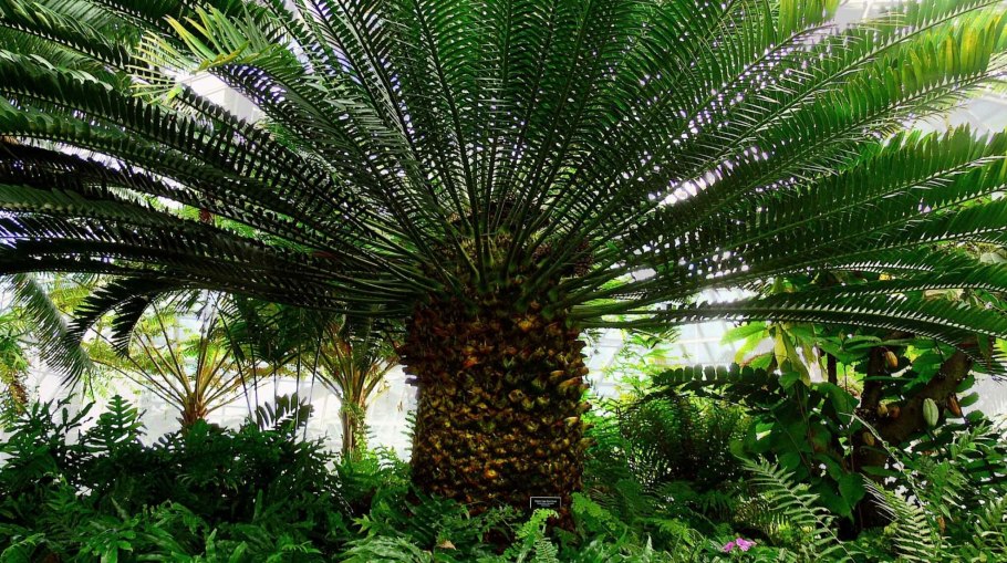 Мадагаскарская Пальма