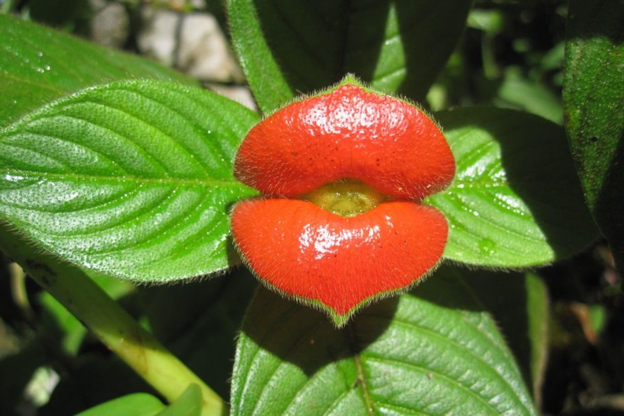 Психотрия возвышенная цветок