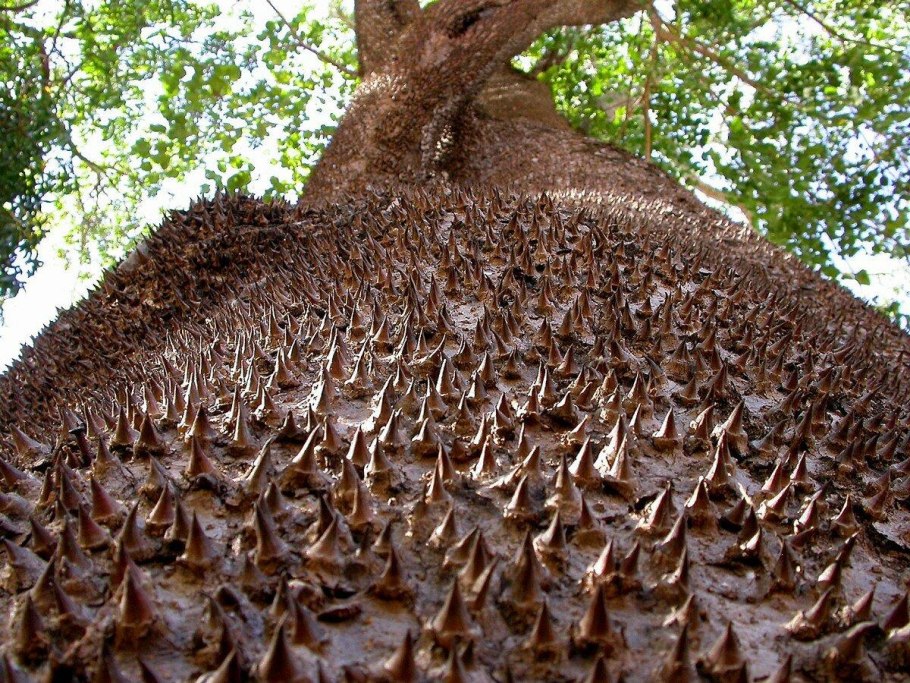 Дерево Динамит хура