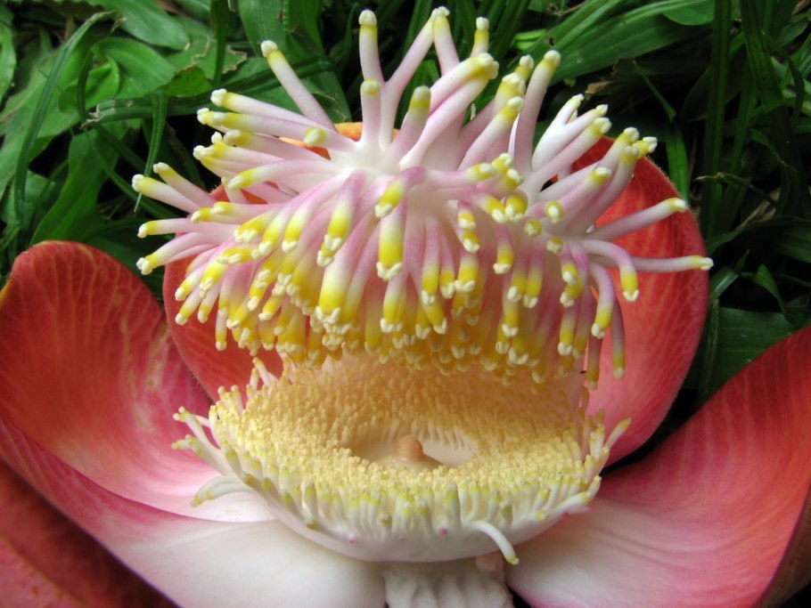 Самое редкое растение в мире