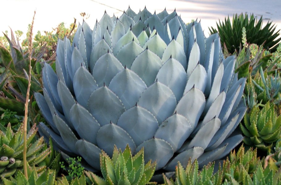Кактус голубая Агава