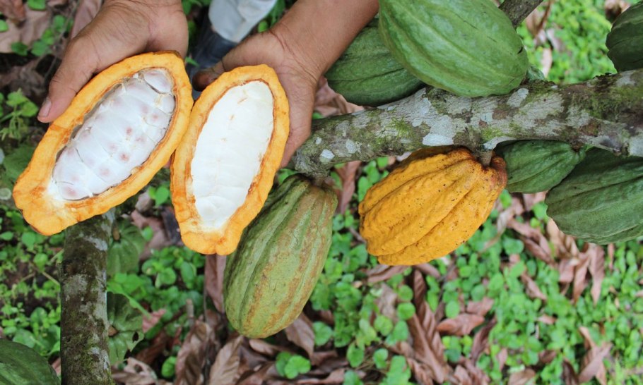 Какао Бобы плантации