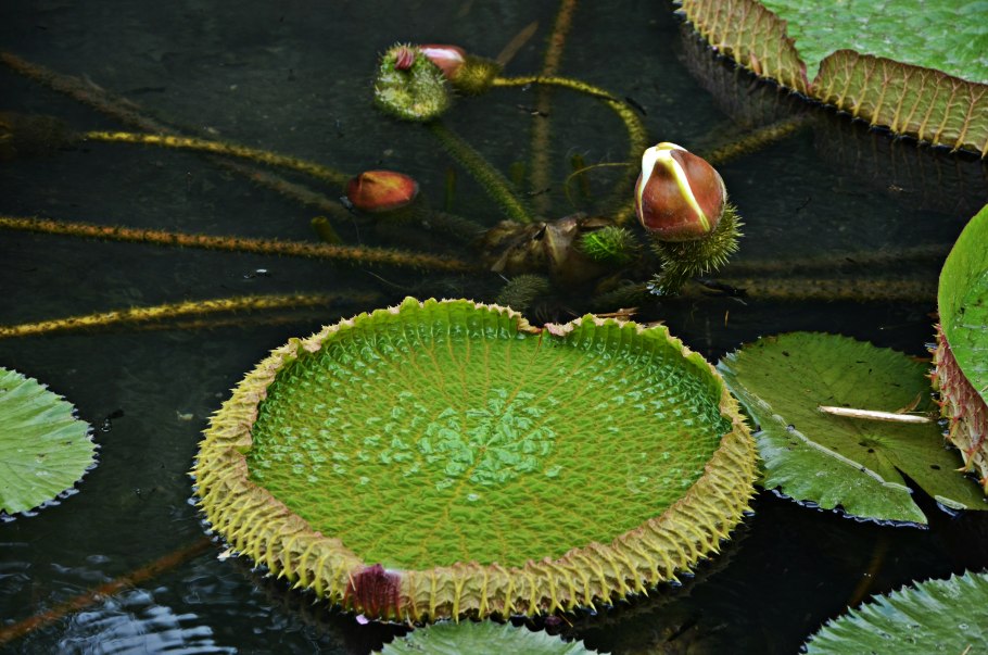 Виктория Регия