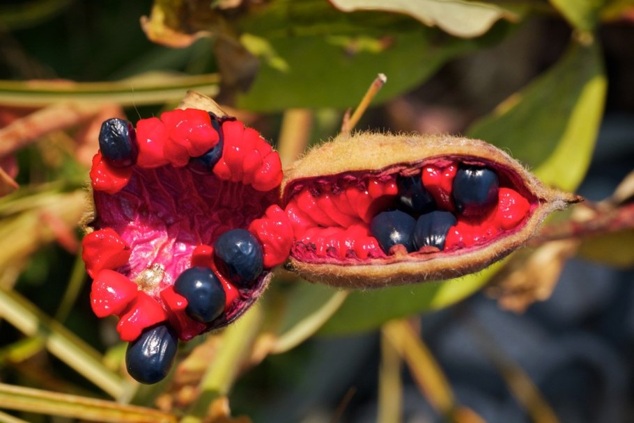 Пион обратнояйцевидный семена
