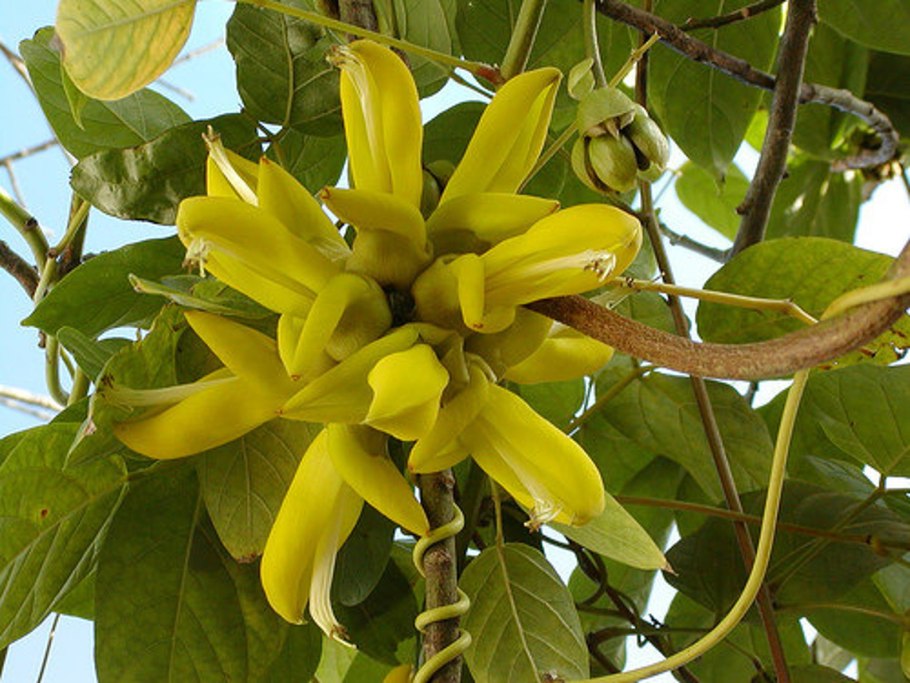 Вероничелла Слоанея