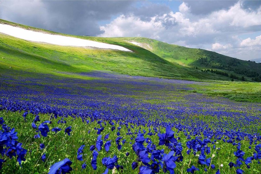 Плато Укок Альпийские Луга