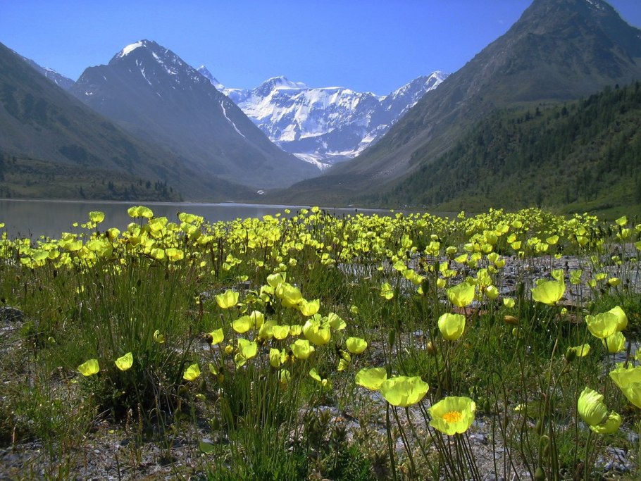 Гора Белуха, горный Алтай