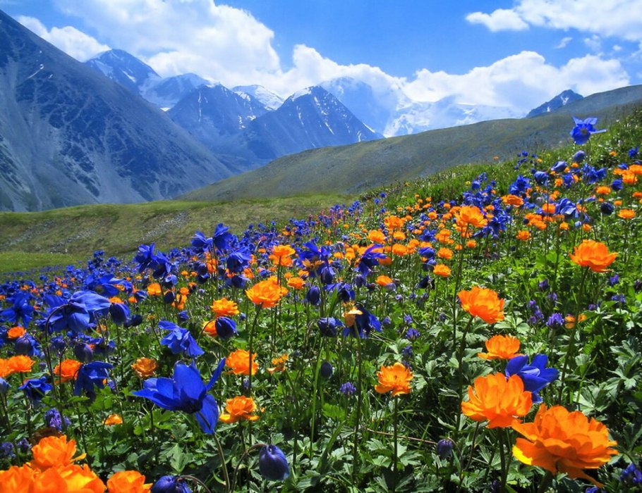 Луга Алтая горный Алтай