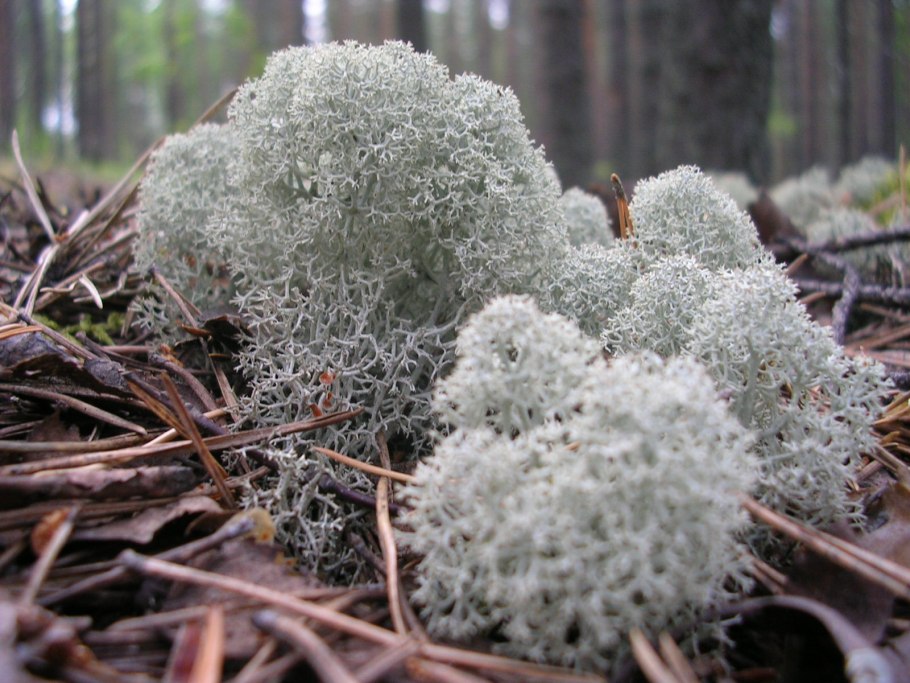 Лишайник Олений мох