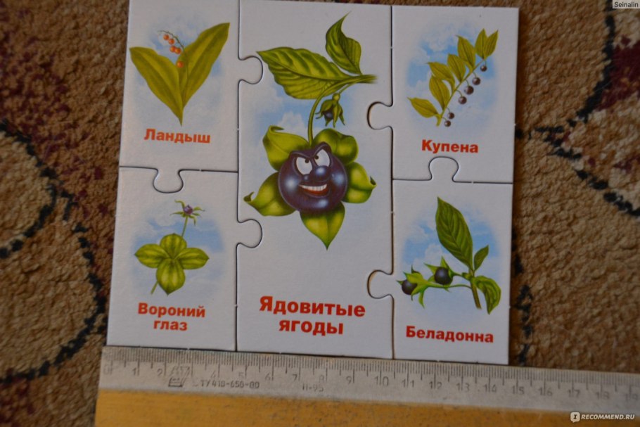 Съедобные и ядовитые растения для дошкольников