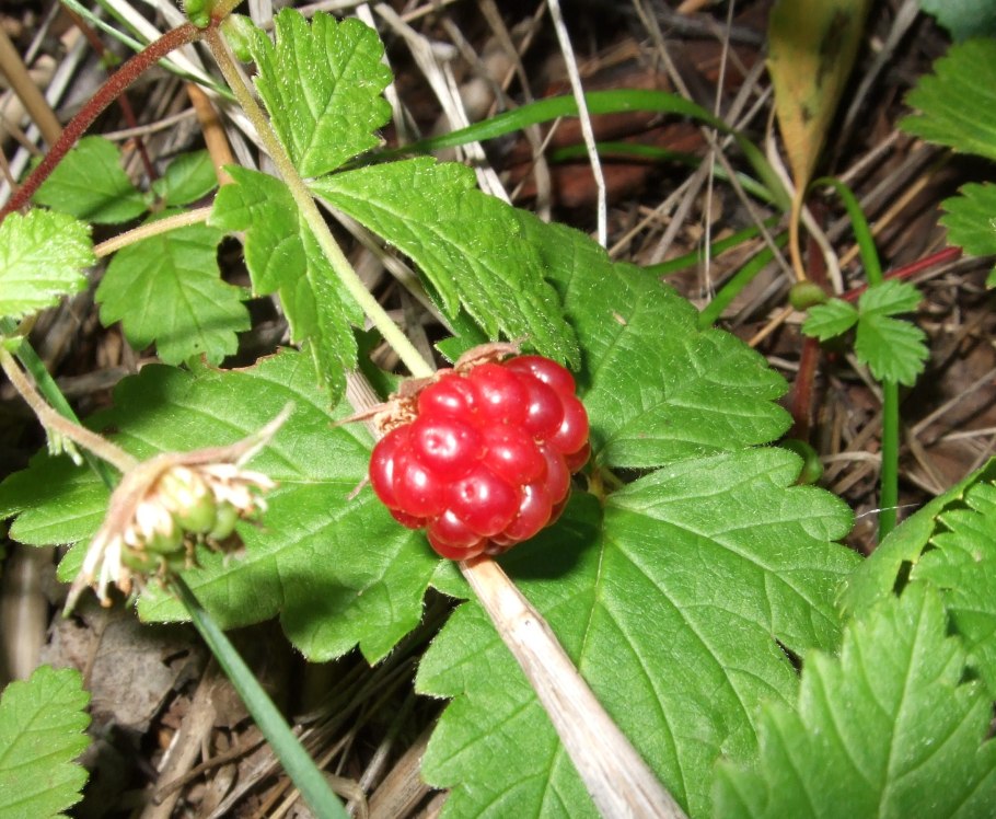 Лиана диоскорефиллум кумминисии,