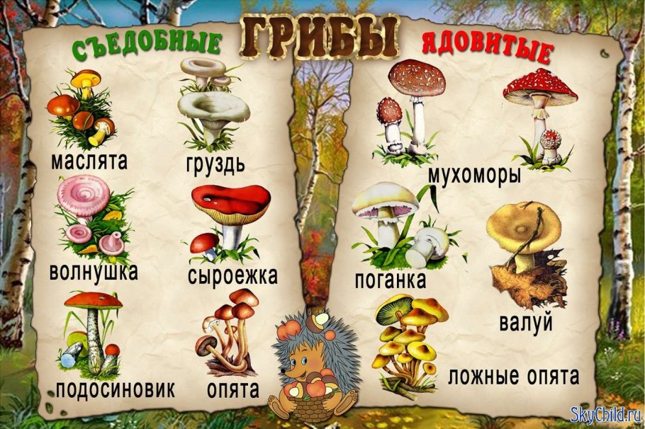 Съедобные и несъедобные грибы в картинках с названиями для детей