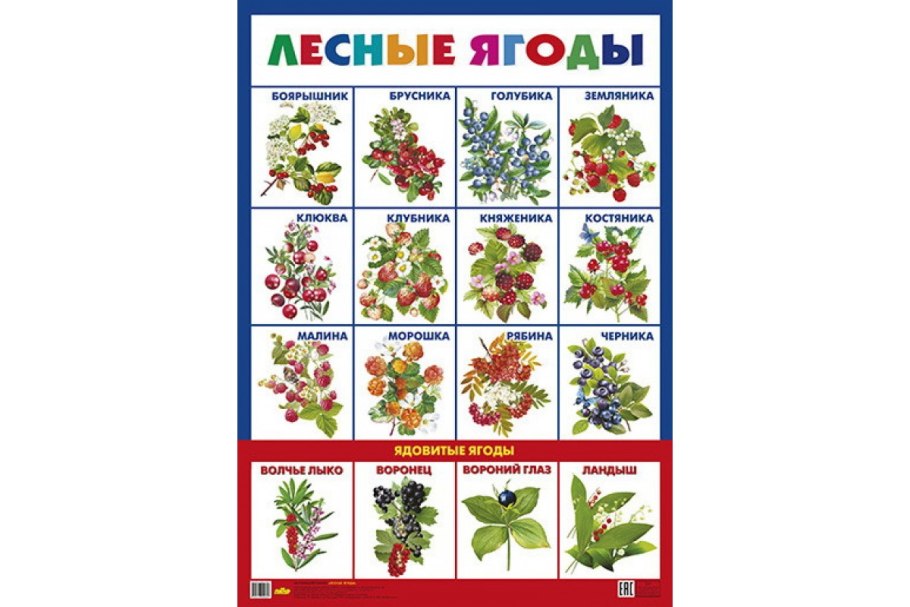 Съндобные и не сьедобные грибы и яглды
