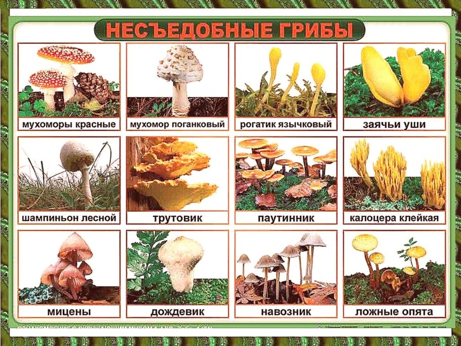 Белокрыльник боло́тный